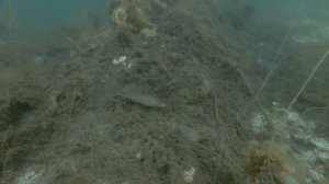 Почему нельзя купаться в прудах и водоемах!