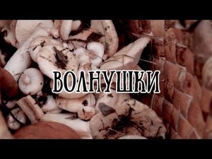 Волнушки // По грибы