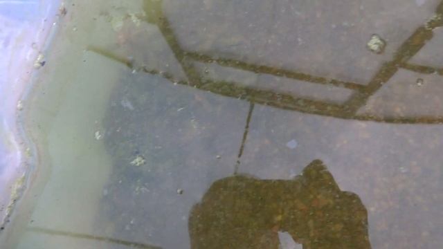 Срочное включение!  Аквариумные растения в теплице. Позеленела вода смотреть онлайн