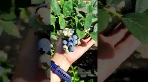 Голубика сорт Патриот