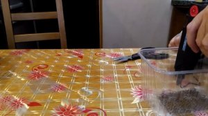 Отсадник для нереста живородящих своими руками