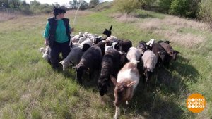 Настоящие пастухи! И пастушки... Доброе утро. Фрагмент выпуска от 07.05.2020