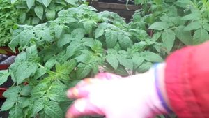 САМЫЙ МОРОЗОСТОЙКИЙ ТОМАТ ТАЙМЫР ДАСТ УРОЖАЙ ПРИ ЛЮБОЙ ПОГОДЕ! Ольга Чернова.