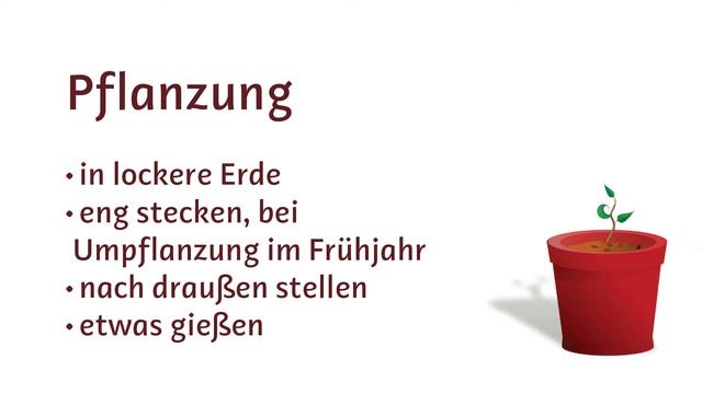 Beerenstecklinge - Miniworkshop смотреть онлайн