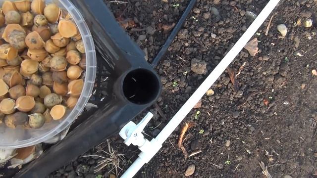 Посадка чеснока Рокамболь