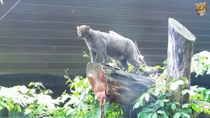 Ягуарунди. Кошка, которая дружит с обезьянами, ест фрукты и чирикает