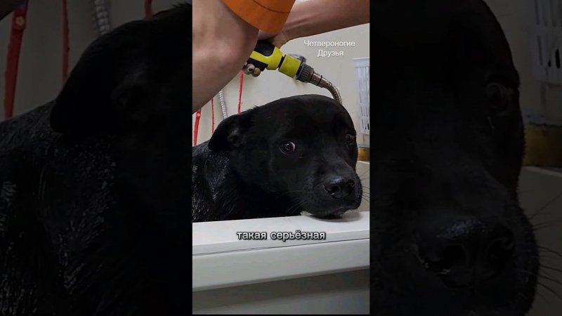 Его сбила машина, куда попадают наши спасеныши?#ставрополь #помощьживотным