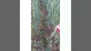 Оренбургская область Переволоцкий район. Озимые ###урожай 2021 год