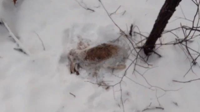 охота на зайца и лису петлями... удачный день... попался заяц смотреть онлайн