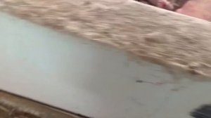 ПОРОСЯТА породы КРУП.БЕЛАЯ+ДЮРОК