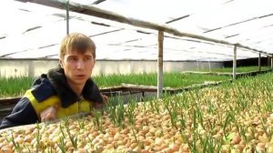 Луковая муха, плесень,конденсат в теплице и другие проблемы