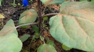 Баклажаны в теплице. Формирование