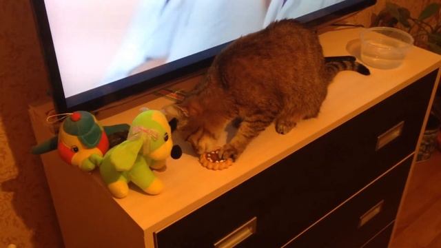 кошка смотреть онлайн бесплатно смотреть онлайн