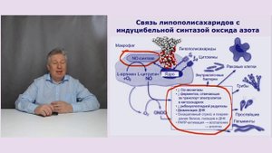 Анвифен в гастроэнтерологии. Новый механизм действия