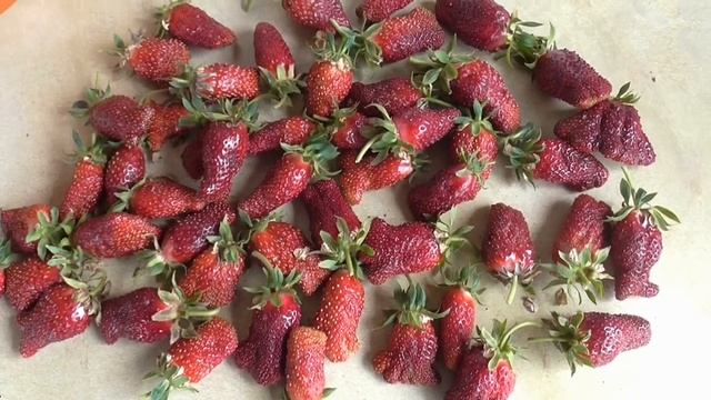 КУПЧИХА     Популярный сладкий сорт земклуники российской селекции