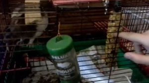 Мини зоопарк дома