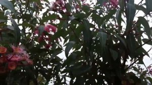 Как цветет Австралийский Эвкалипт