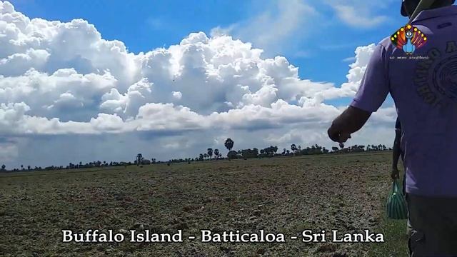 Buffalo Island - Batticaloa - Sri Lanka смотреть онлайн