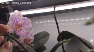 ?  ?  Мощнейшее средство от всех известных насекомых паразитов? ?  ? !!! Клещ & червец, моя история