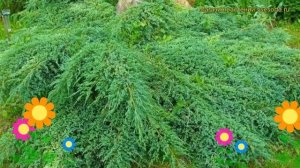 Можжевельник средний Пфитцериана компакта. Краткий обзор juniperus pfitzeriana Pfitzeriana Compacta