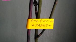 Обзор орхидеи Pretoria Paars. Пышное цветение.