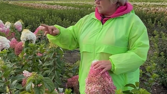Strawberry Blossom “Клубничное цветение”