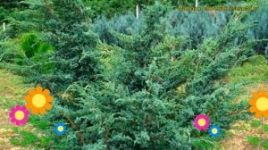 Можжевельник китайский Блю альпс. Краткий обзор, описание juniperus chinensis Blue Alps