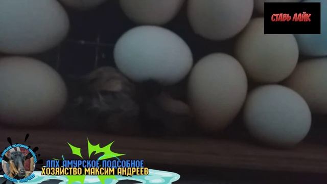 Вылупление цыплёнка