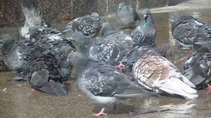 УФА.ЧЕРНИКОВКА, бывший город Черниковск.