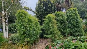 Молитва пред иконою Божией Матери "Целительница"