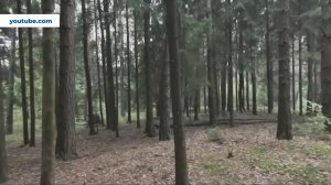 Серовчанам  напоминают, что делать, когда заблудился в лесу