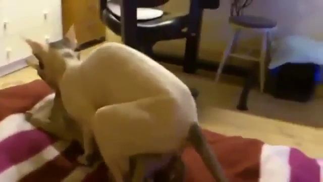 Узнай как размножаются сфинксы смотреть онлайн