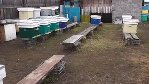Когда начинать устанавливать рамки с вощиной. На что  обращаем внимание.