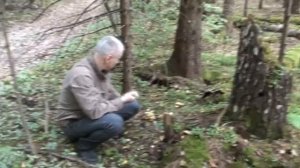 Опёнок ложный (серно-жёлтый)