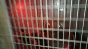 03.09.2018 Брудер занят. Содержание маленьких мускусных утят в обычной клетке