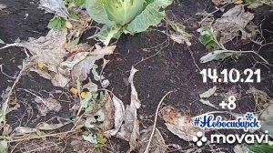 капуста колобок созрела ?