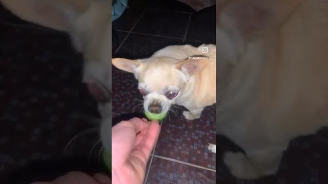 1000017576.mp4 смотреть онлайн