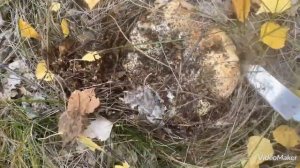 Сбор груздей в осеннем лесу Южного Урала ! Грибной азарт!