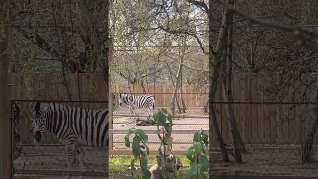 London zoo Regent’s Park zebras ? NW1