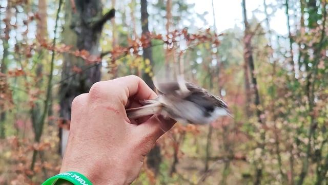 Это насекомое? Нет, это птица! смотреть онлайн