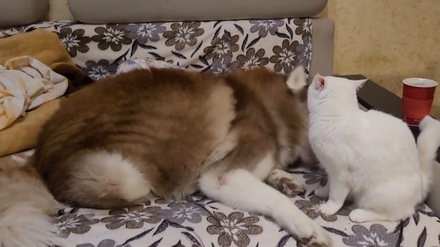 Как кошка успокоила разыгравшуюся собаку. Короткое видео о воспитании. смотреть онлайн