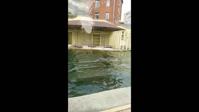 My GoPro Life. Seal - Балтийский тюлень Зоопарк (Android) смотреть онлайн