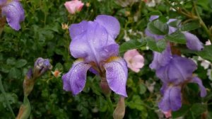 IRIS FLOWERS - ERNESTO CORTAZAR - AMAZED BY BEAUTY