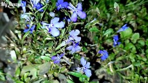 Лобелия ежевидная.Уход.