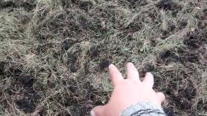 Мотоблок НЕВА пашем ЦЕЛИНУ ФРЕЗОЙ.