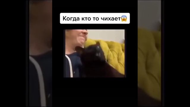 Когда кто то чихает🤠🐈😜