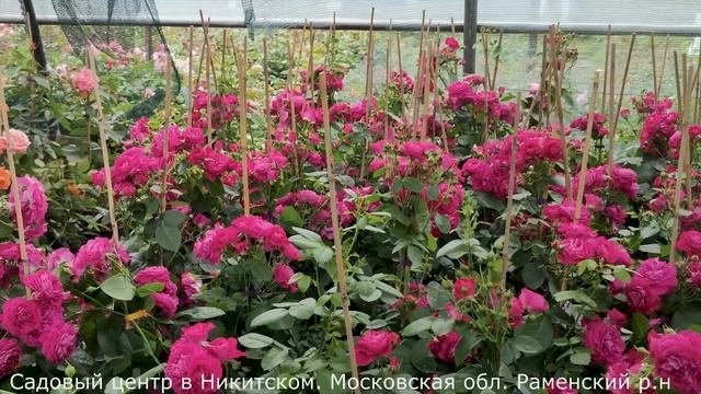 Лидеры продаж. Пять сортов роз группы флорибунда.