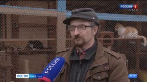 Первый петрозаводский приют для животных пытается решить проблему бездомных кошек в городе