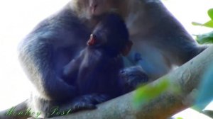 very pity Lola very hungry try to share mango with mom look very very sad / Monkey Post