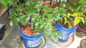 Container Longan Tree  Zone 7a Update | January 2017